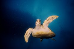 Wave to the Camera.. Coral Sea by David Molina 